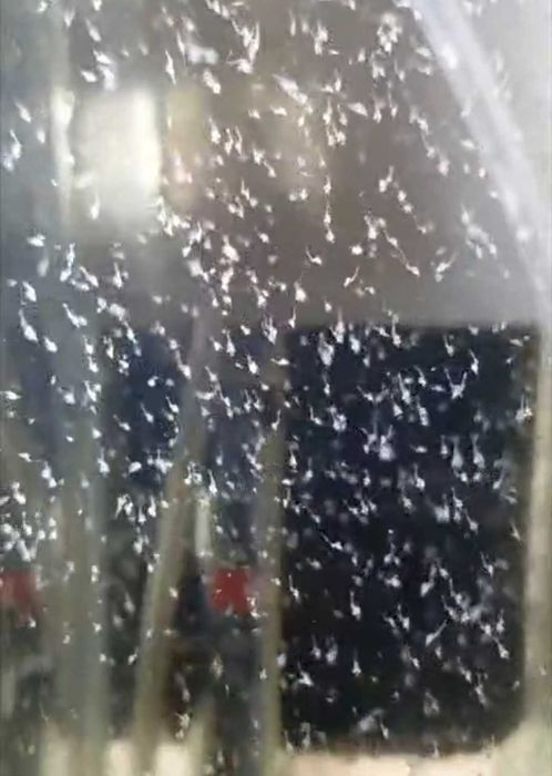 Żywe krewetki giganty Macrobrachium rosenbergii – słodkowodne, narybek