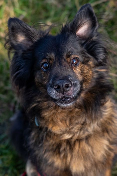 Od 8 lat czeka w schronisku na dom!