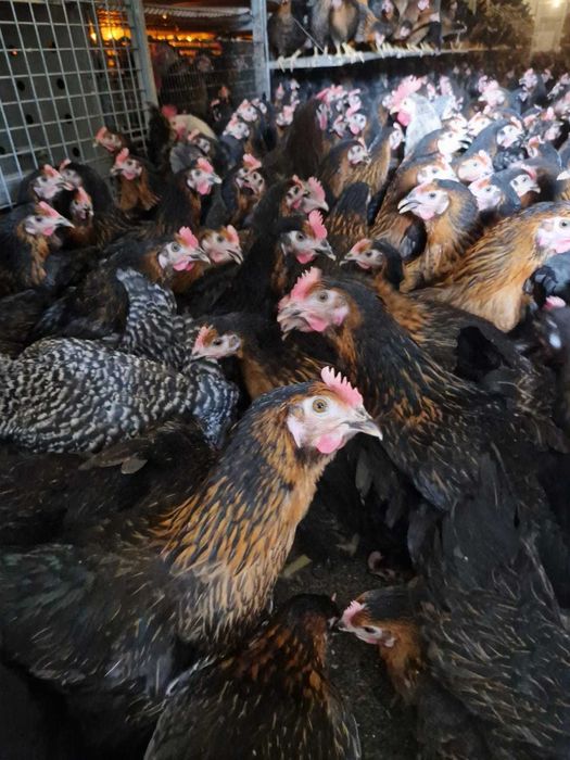 Kury nioski mlode ROSA1 z jajkiem prosto od Hodowców kur niosek.DOWÓZ