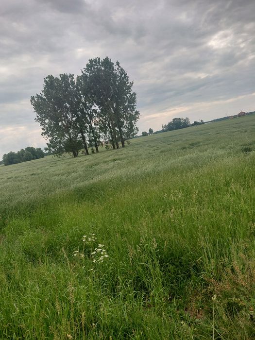 Sprzedam ziemie rolna