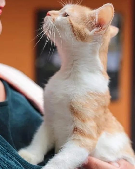 Кошенята в добрі руки