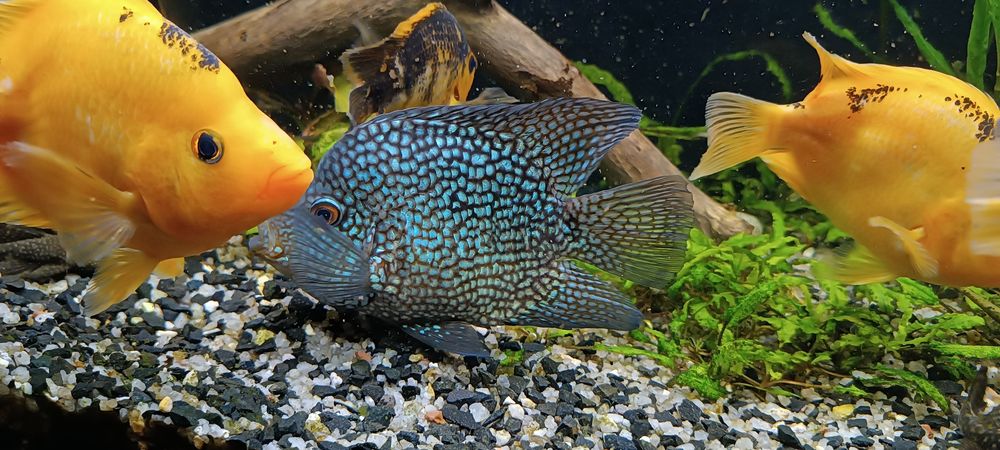 Цихлозома Діамантова