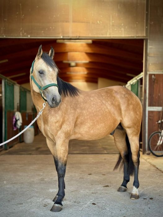 Ogier AQH 3 lata reining