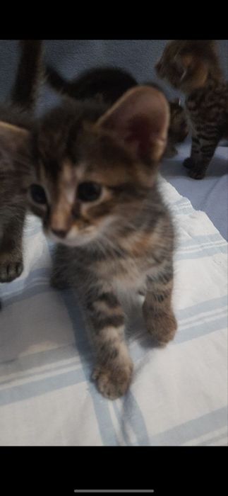 Отдам бесплатно котят