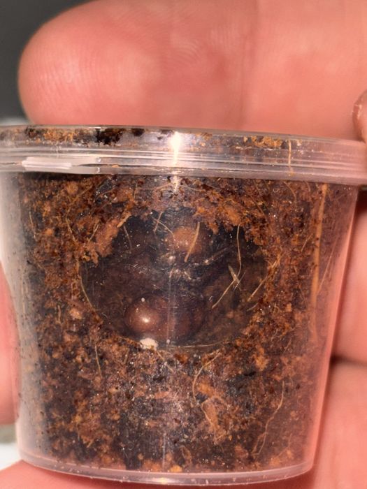 Carebara castanea rójkowe królowe