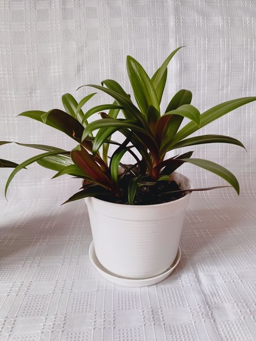 Kwiatek doniczkowy zielono - różowy