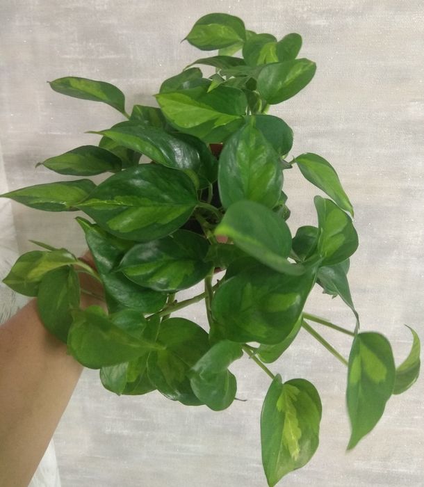 Сциндапсуси/епіпремнуми/ліани