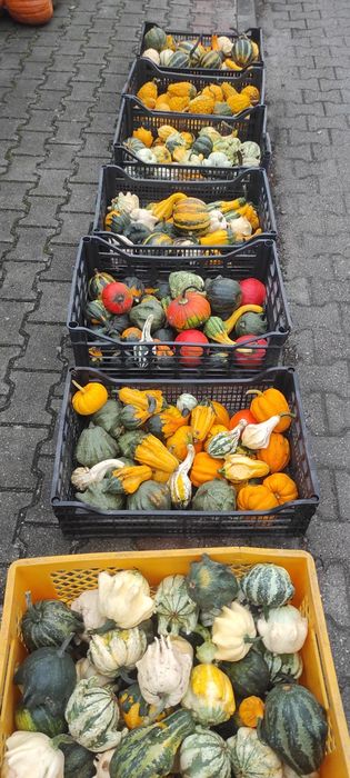 Dynia, dynie, dynie ozdobne