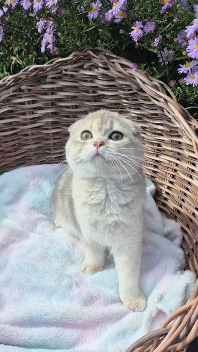 Шотландские вислоухие котята
