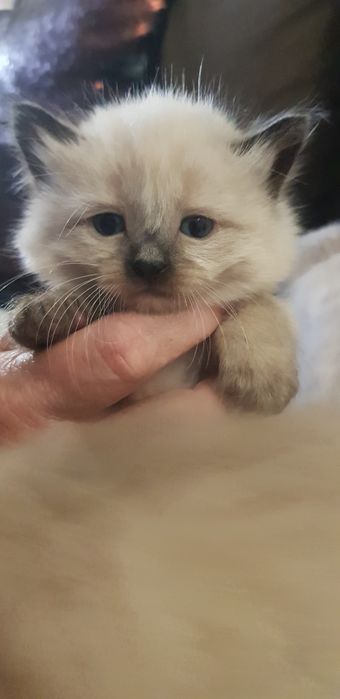 Сіамські кошенята.