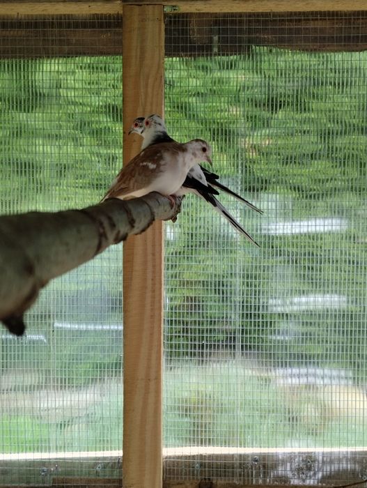 Gołąbki diamentowe szeki