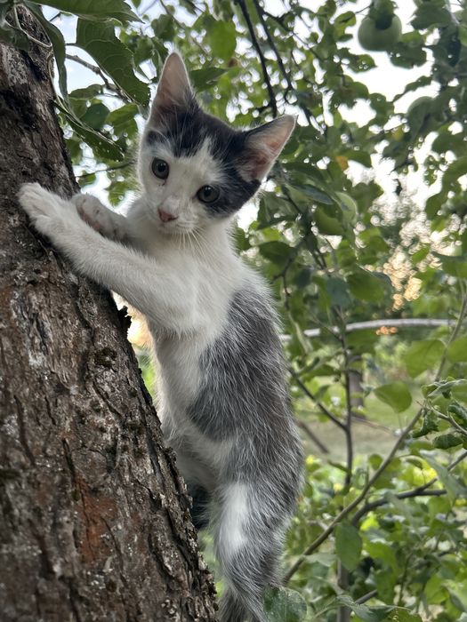 Кошенятко кішечка шукає родину