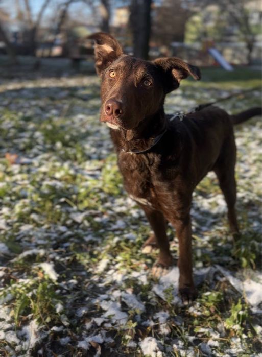 Метис лабрадора