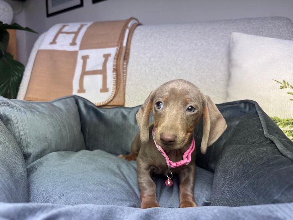 jamnik miniaturowy szczeniak lilac