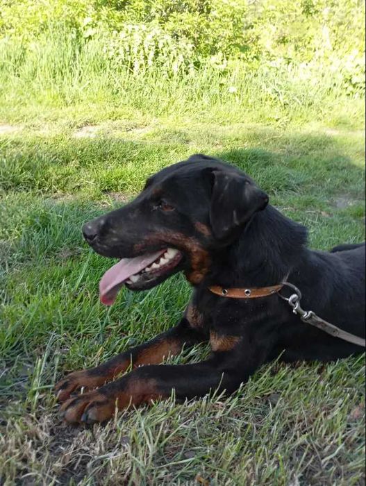 Ягдтер'єр щенята