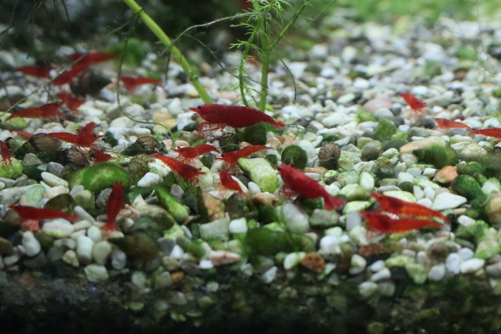 Креветка червона Сакура Чемпіон Red Fire та помаранчева Orange. Чиста