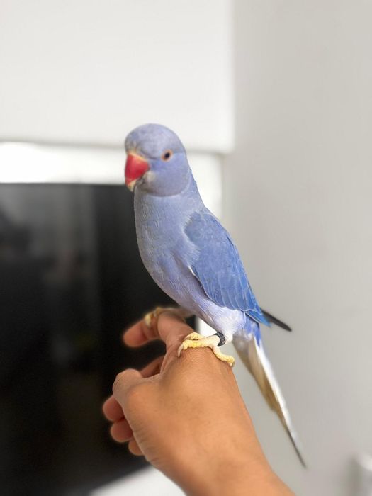 Ring Neck fêmea violeta cc adulta