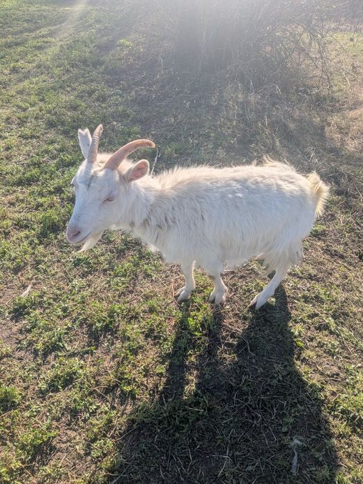 Продам коз  молочної породи