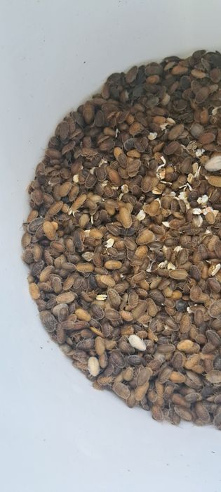 Karaczan Argentyński Dubia - Wszystkie rozmiary (Wysyłka ZIMOWA)