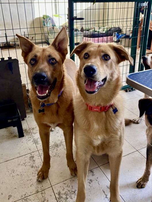 Machos de 1 ano e meio para adoção responsável