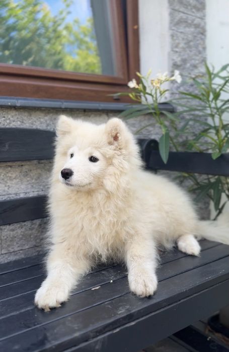 Ostatnia suczka Samoyed samojed Zapraszamy