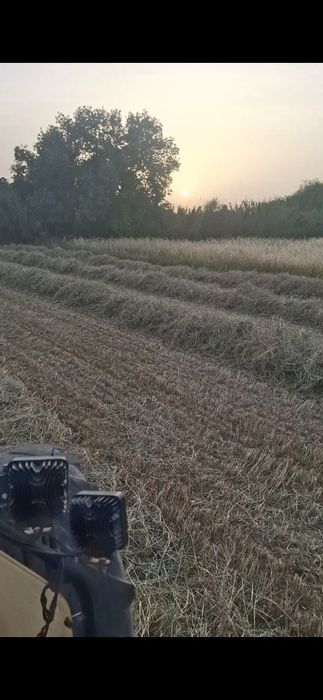 Feno sialgem  de azevém