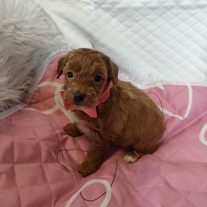 Śliczna suczka Maltipoo f1b