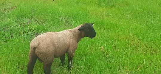 Vendo Borrego macho Suffolk
