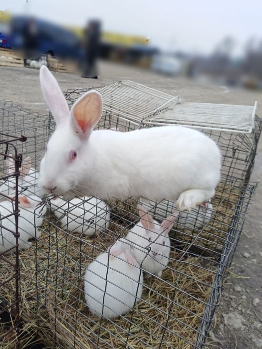 Кролики Термонська біла, Європейська шиншила різного віку
Ціна 190 грн