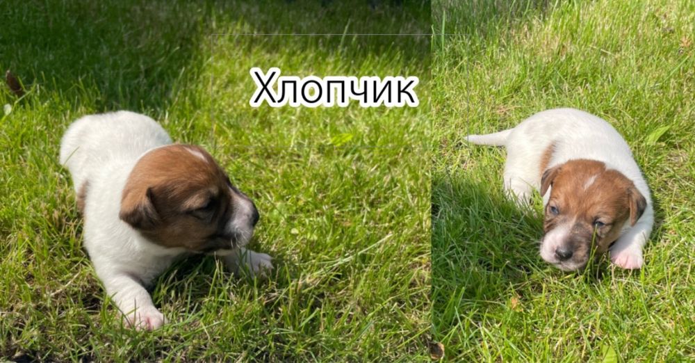 Собаки Джек Расл терєр