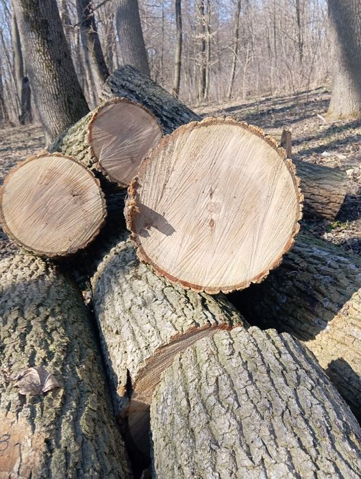 Дрова твердих порід ясен доставка по місту Умань і Району 2000 гривень