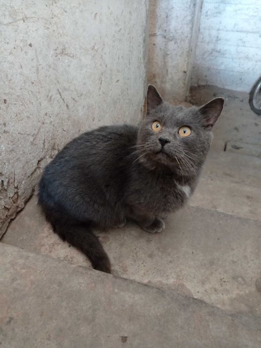 Котик Ватсон шукає дім