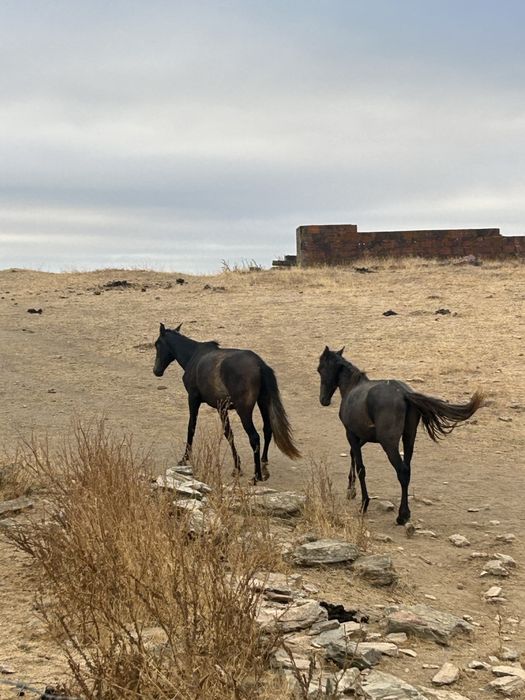 Poldros cruzados de lusitano