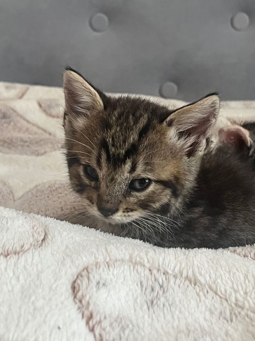 Котики безкоштовно