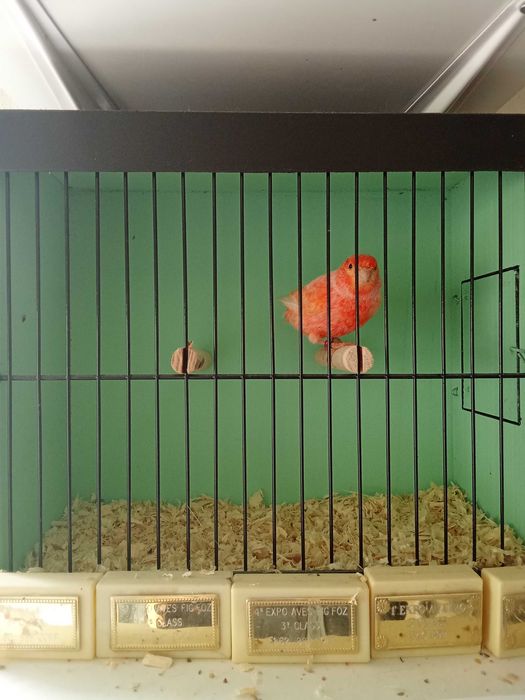 Cedo canarios machos