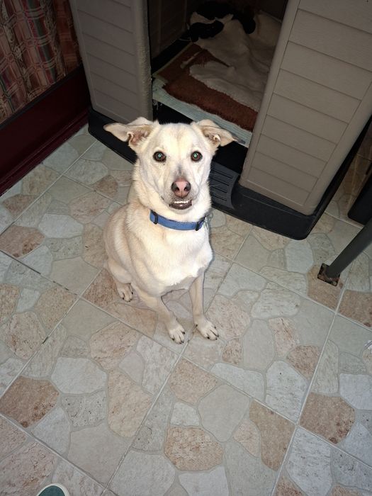 treino de cães porto