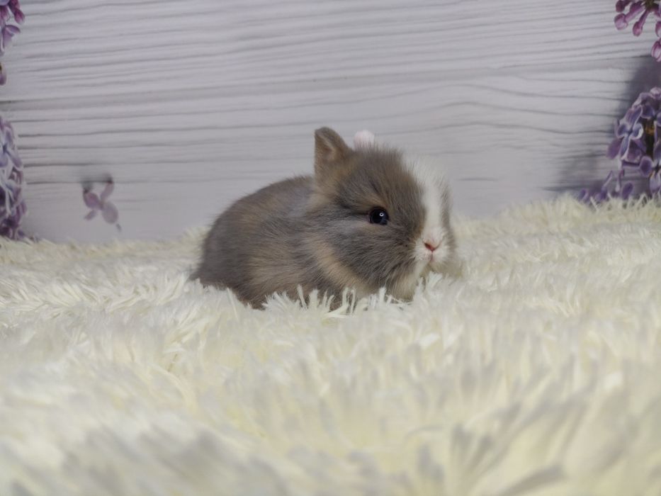 Króliczki karzełki Teddy. Wolne maluszki. komplet szczepień.