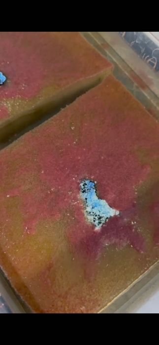 Auloforus żywy pokarm dla ryb