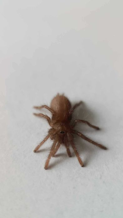 Ptasznik Hysterocrates gigas L1/2