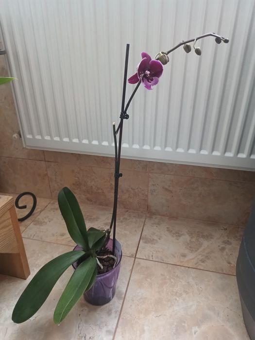 Продам  Орхідеї . Каттлея