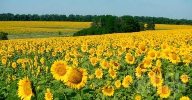 Фермерське господарство візьме в оренду вашу земельну ділянку (пай)