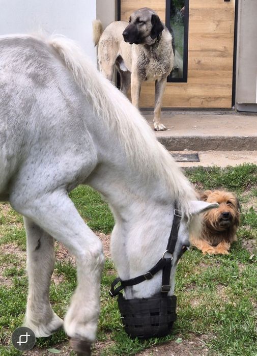 Szczeniak Kangal FCI