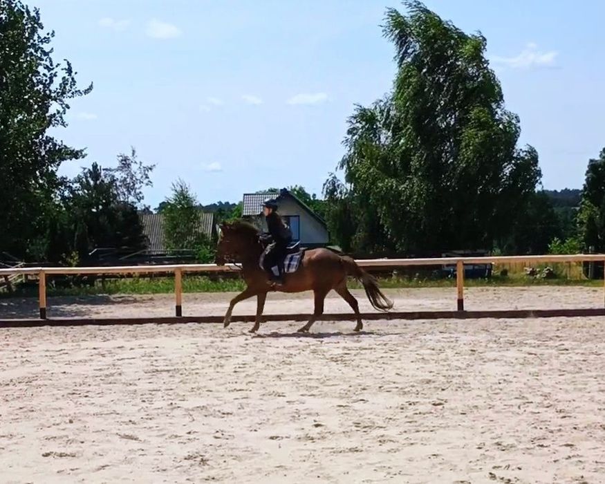 Wałach cztery lata 147cm