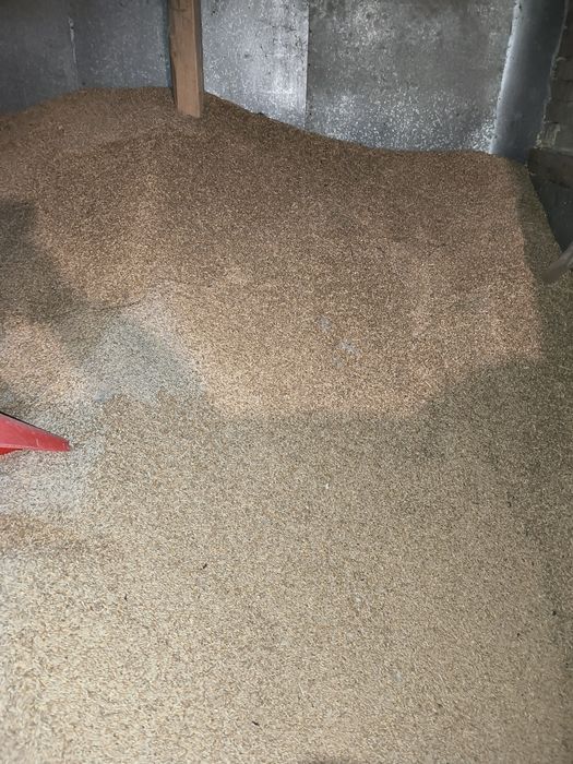 sprzedam jęczmień i pszenżyto