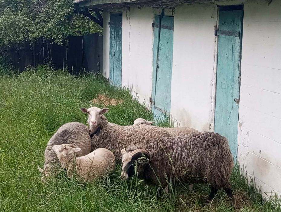 Продам овець терміново
