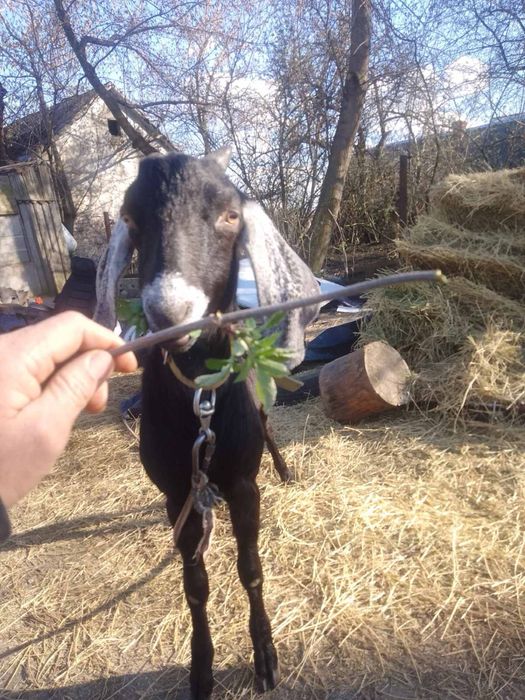 Нубійський 100% козел