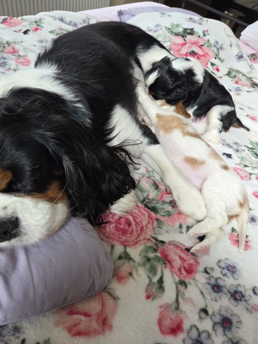 Cavalier King Charles Spaniel