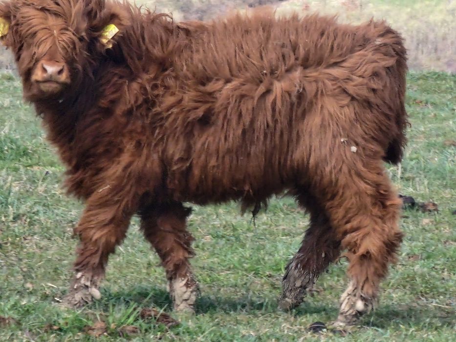 Bydlo Highland Cattle.
100% rasy.
Zadbane, dostojne