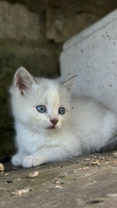 Віддам кошенят в добрі руки безкоштовно