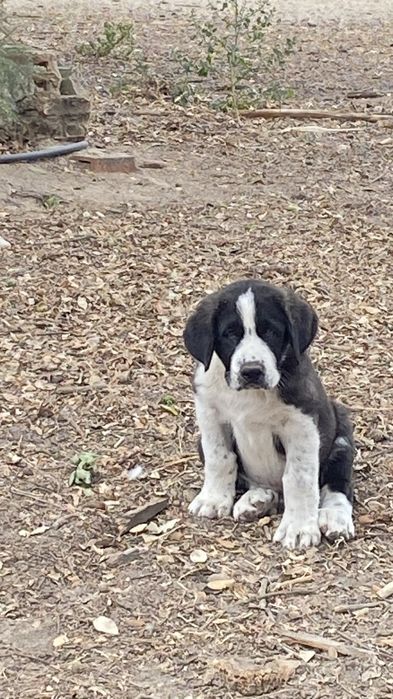Cachorra Rafeiro do Alentejo